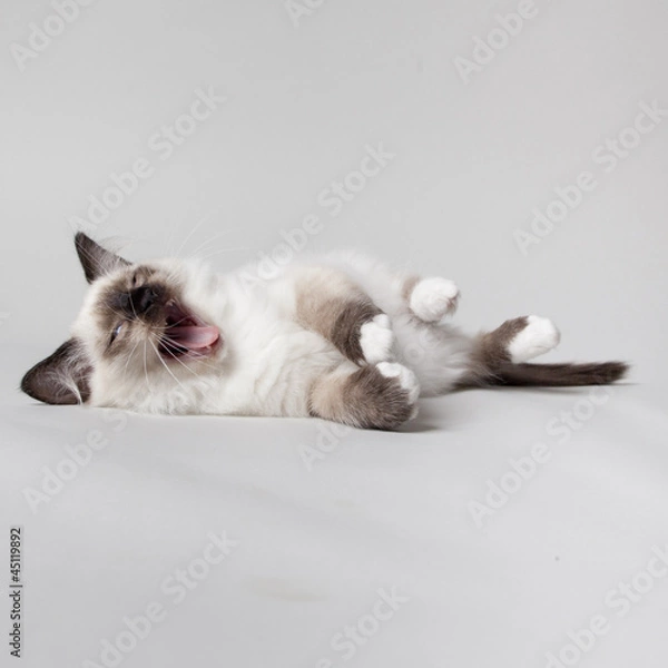 Fototapeta chocolate point ragdoll kitten on grey background yawning