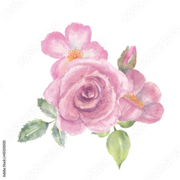 Obraz Pink roses on white background, watercolor hand drawn