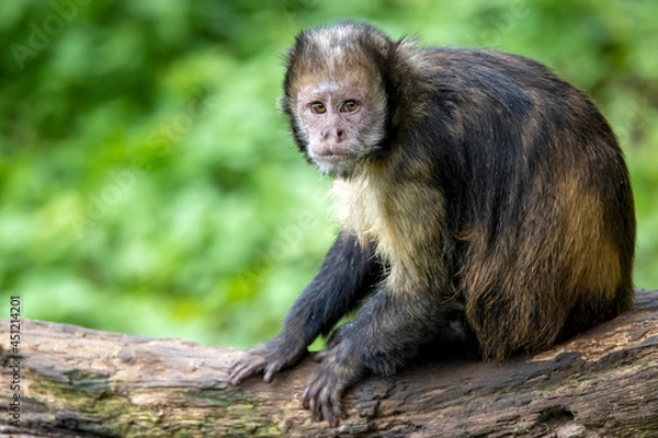 Fototapeta golden-bellied capuchin (Sapajus xanthosternos)
