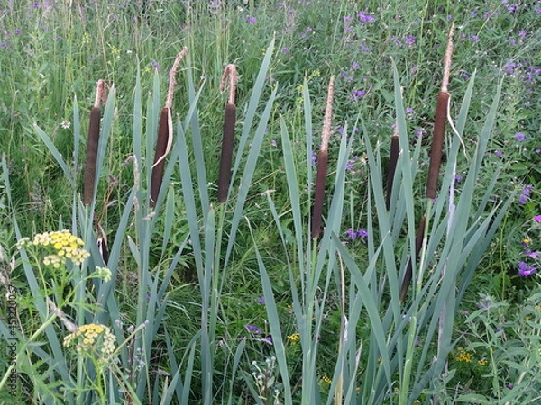 Obraz Summer, ditch with cattail, often called reeds 