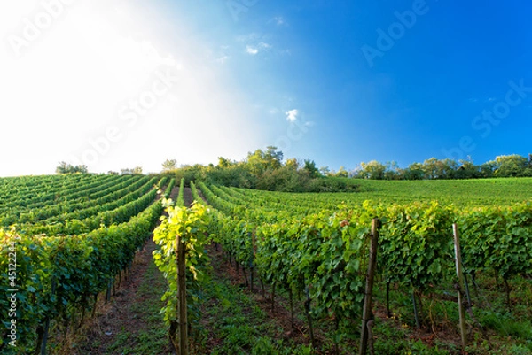 Fototapeta Winnica na Hessischen Bergstrasse