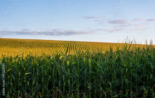 Obraz cornfield at sunrise