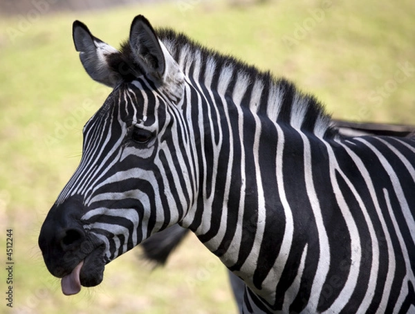 Fototapeta Zebra with tounge out