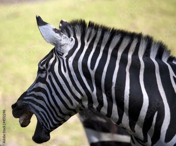 Fototapeta Zebra showing teeth