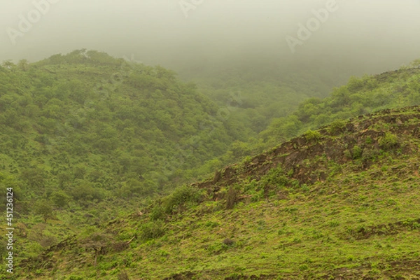 Fototapeta Green Landscape in salalah, oman