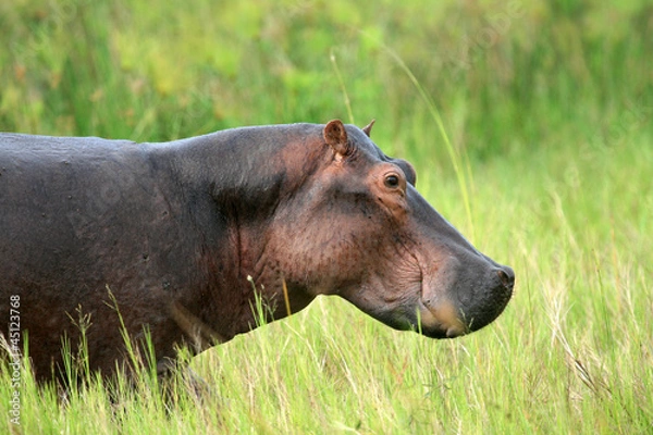 Obraz Hippo - Murchison Falls NP, Uganda, Africa