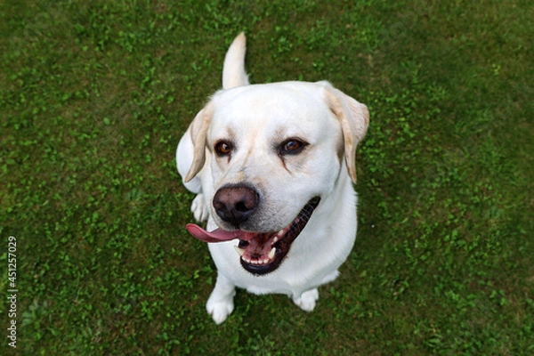 Fototapeta happy smiling white dog, labrador retriever on green grass looking up into camera