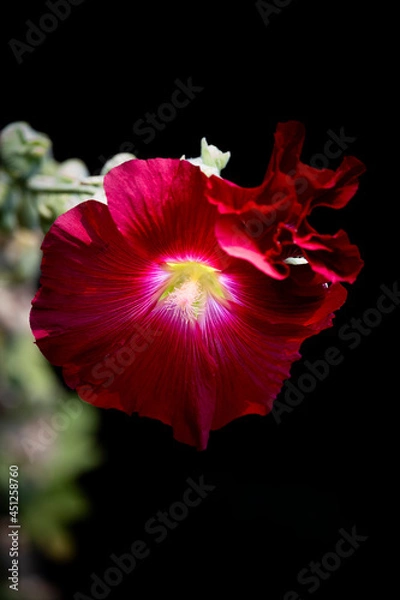 Obraz Hollyhock