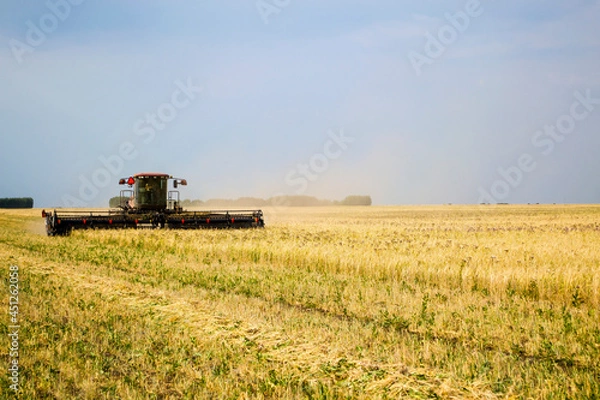 Fototapeta A swather cuts a field of wheat near 