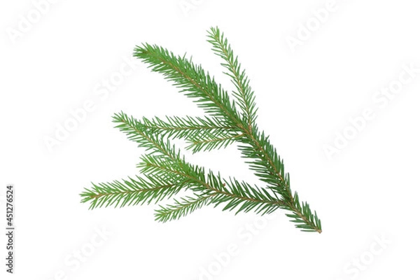 Obraz Spruce branch isolated on a white background with a path for pruning