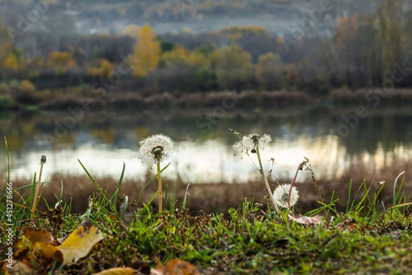 Obraz Dandelions in autumn