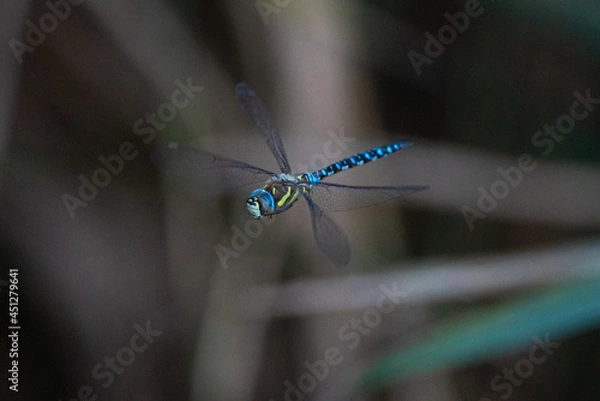 Obraz Dragonfly in the air