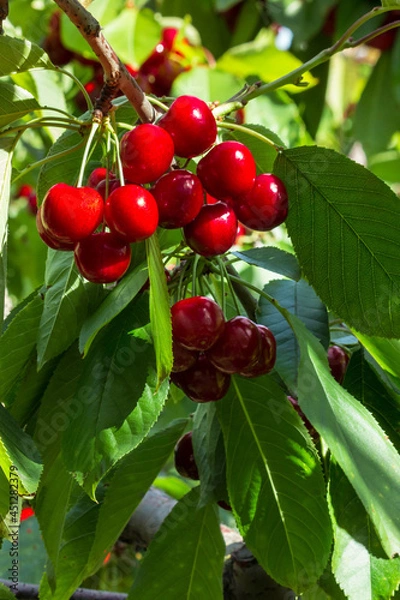 Fototapeta cluster of ripe stella cherries hanging on cherry tree with blurred background