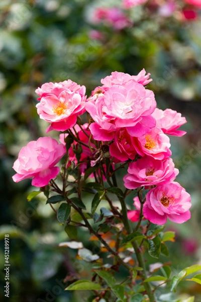 Obraz Pink Roses
