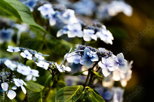 Obraz Hydrangea