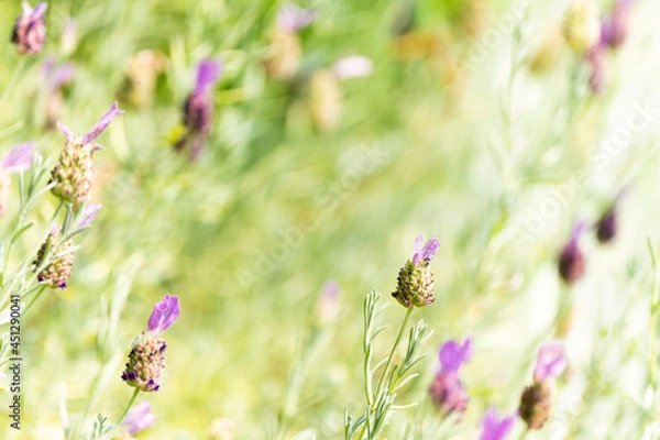 Obraz Verbena Stricta