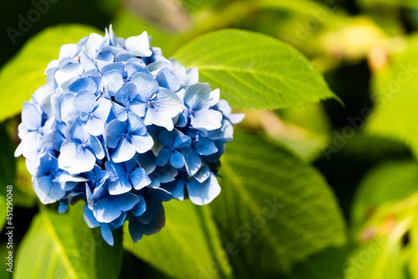 Obraz Hydrangea