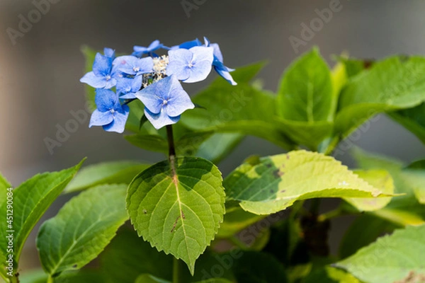 Obraz Hydrangea