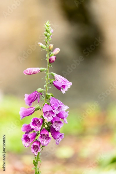 Obraz Foxgloves