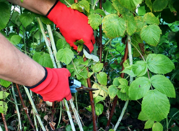 Obraz Pruning raspberry bushes. Autumn garden work. Gloved hands