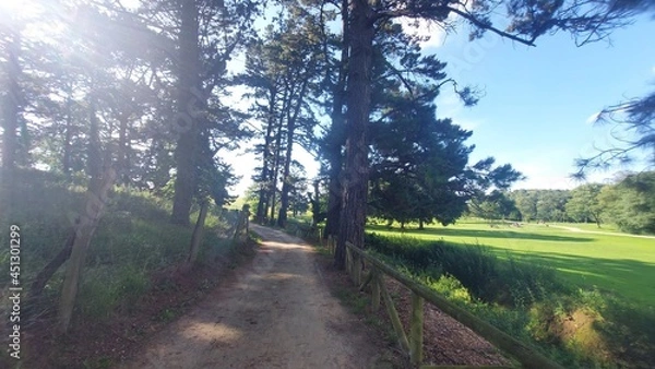Obraz path in the forest