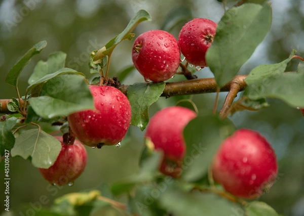Fototapeta Fresh red wet apples on a brach after a heavy rain in a apple tree in Western Finland.