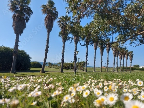 Obraz trees in the park
