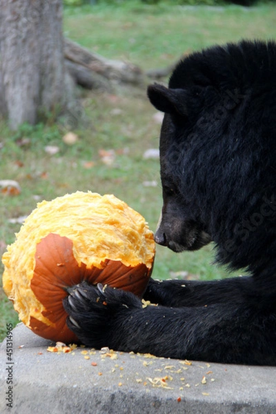 Obraz Black bear eating a pumpkin for halloween