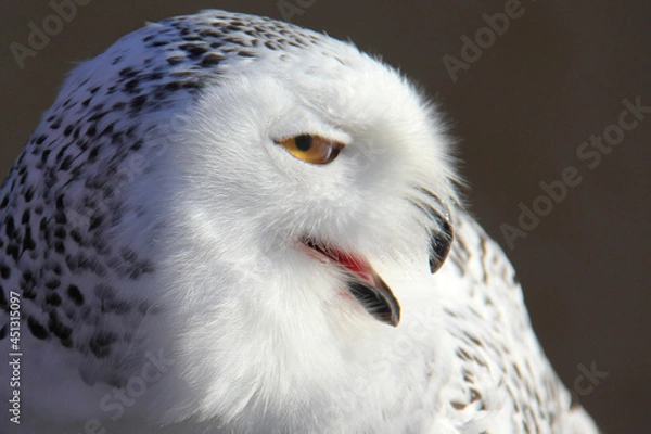 Obraz Profile of a snowy owl