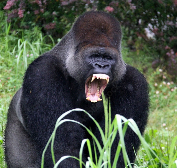 Obraz gorilla screaming