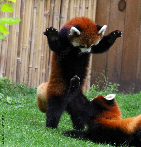 Obraz red pandas playing and fighting