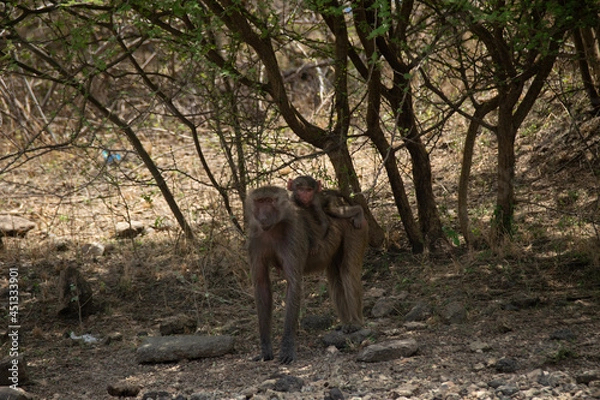 Obraz baboon sitting on a rock
