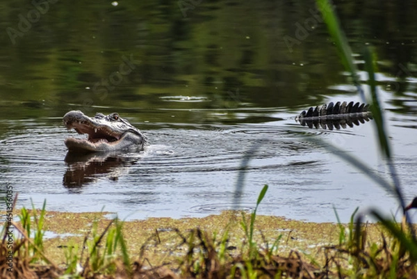 Obraz Alligator in swamp eating prey