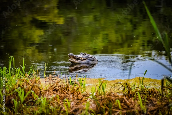 Obraz Alligator in swamp eating prey