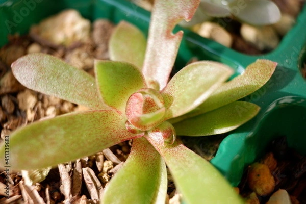 Fototapeta 多肉植物・オロスタキス