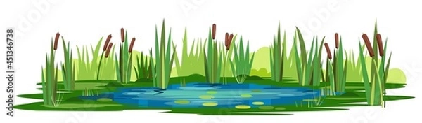 Fototapeta Swamp landscape with reed and cattail. Isolated element. Horizontally composition. Overgrown pond shore. Illustration vector