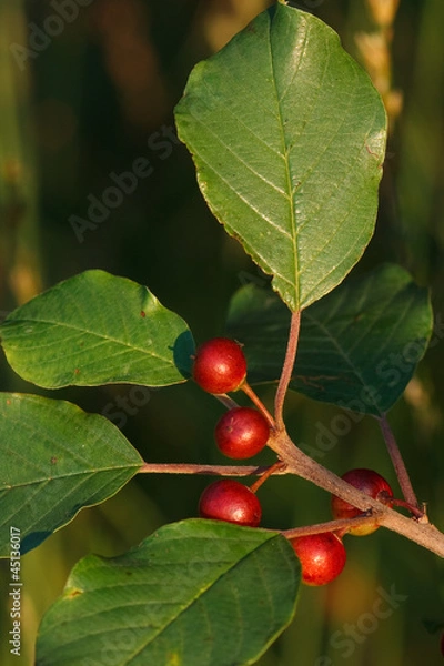 Obraz Faulbaumbeeren - Frangula alnus