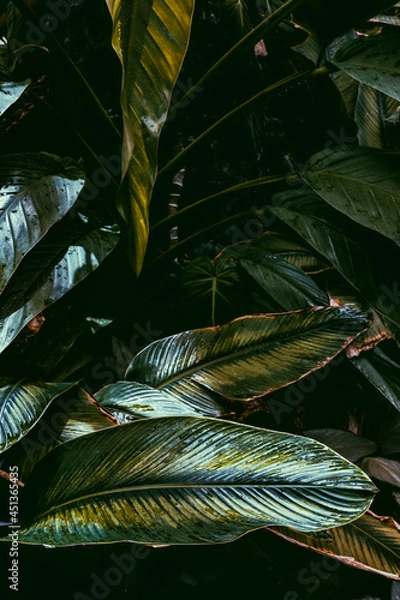 Obraz leaves on the ground