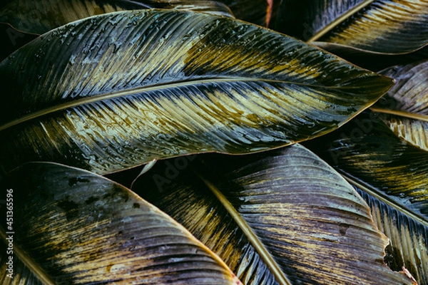 Fototapeta close up of a feather