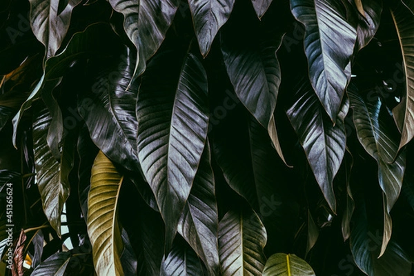 Fototapeta abstract green leaf texture, nature background, tropical leaf