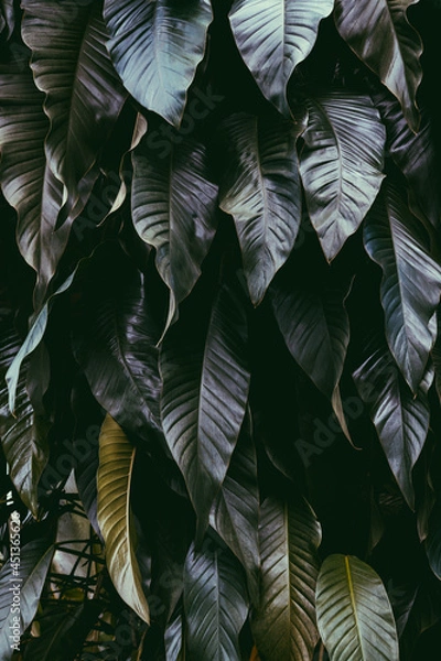 Obraz leaves background