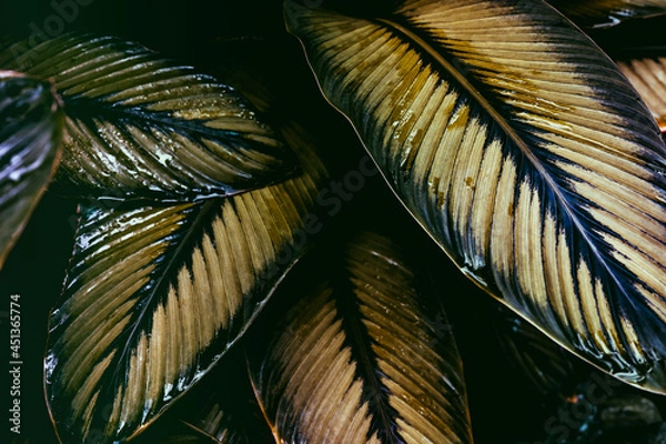Fototapeta feather on the window