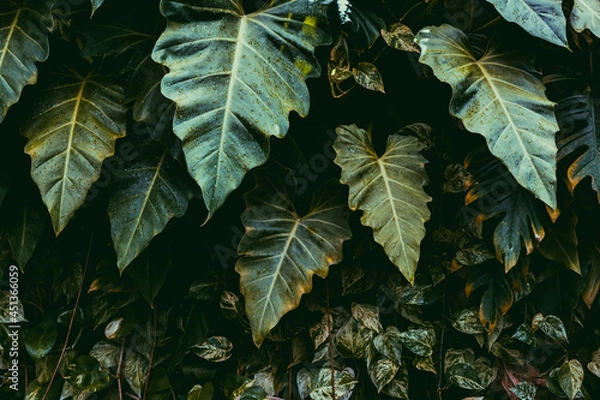 Obraz green leaves in sunlight