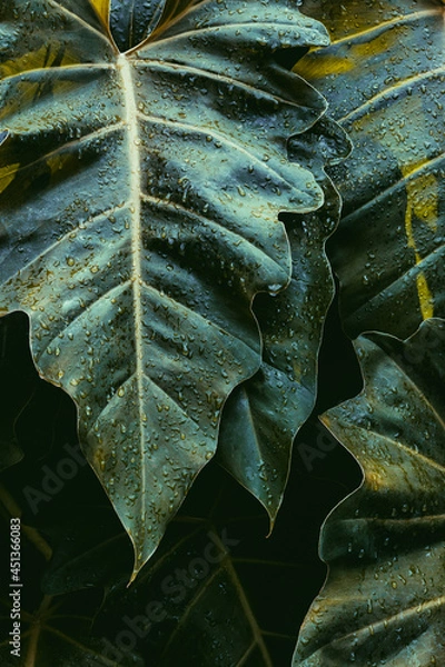 Obraz close up of leaf