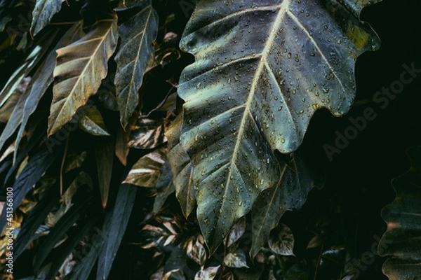 Fototapeta leaves of a tree
