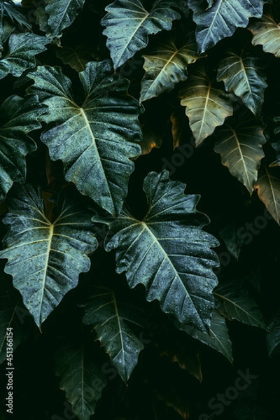 Obraz green leaves background