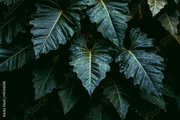 Obraz green leaf background, tropical leaf, abstract green leaf texture