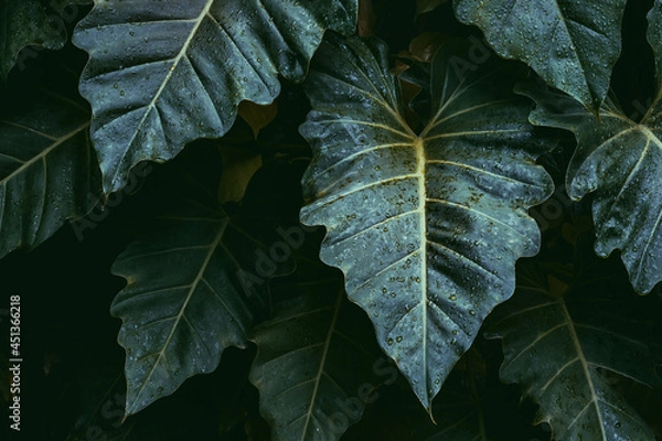 Fototapeta green leaf background, tropical leaf, abstract green leaf texture