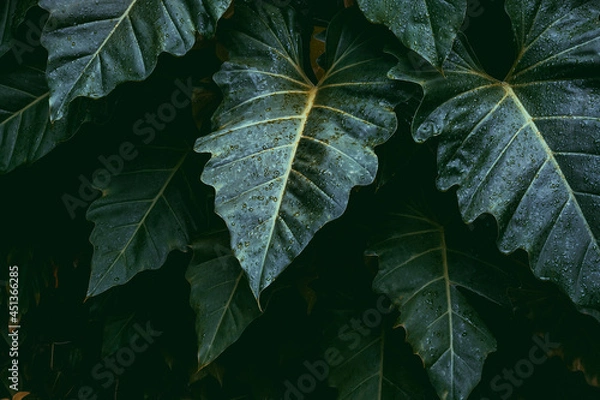 Obraz green leaf background