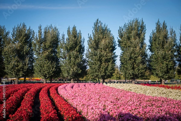 Fototapeta 일본 훗카이도